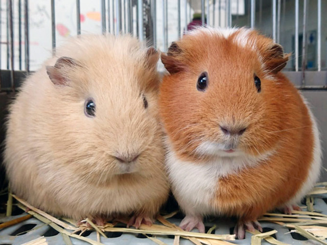 牧歌の里のモルモットたち